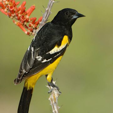 Icterus parisorum