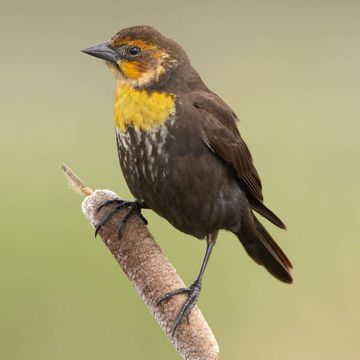 Yellow-headed Blackbird