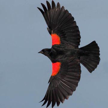 Red-winged Blackbird