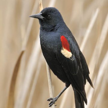 Tricoloured Blackbird