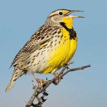 Western Meadowlark