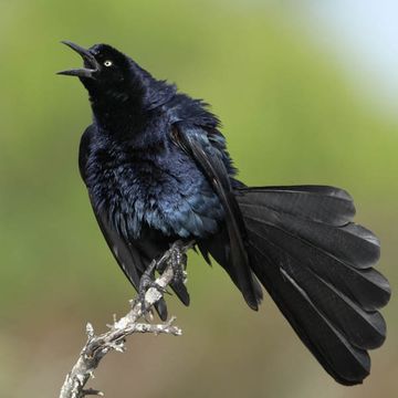 Great-tailed Grackle