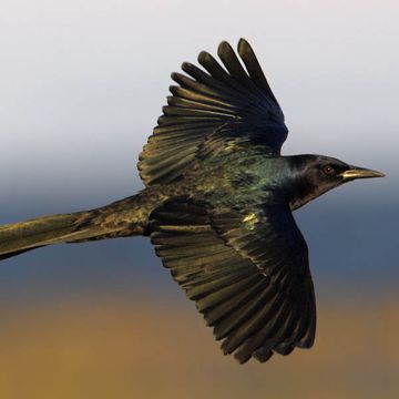 Boat-tailed Grackle