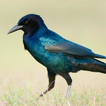 Common Grackle