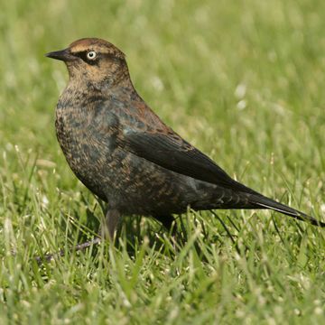 Rusty Blackbird