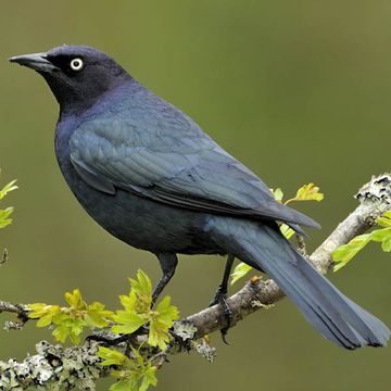 Brewer's Blackbird