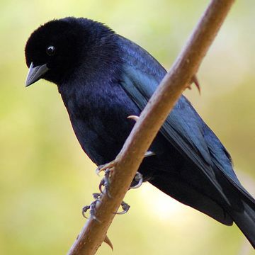 Shiny Cowbird