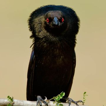 Bronzed Cowbird