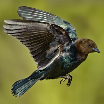 Brown-headed Cowbird