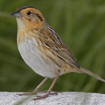 Nelson's Sparrow