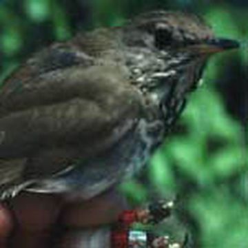 Bicknell's Thrush