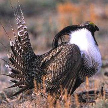 Gunnison Sage-grouse