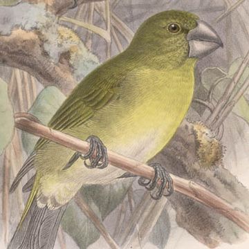 Kona Grosbeak