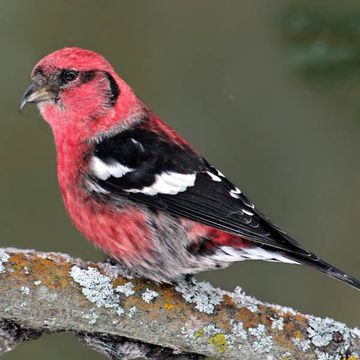 White-winged Crossbill