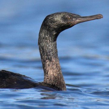 Pelagic Cormorant