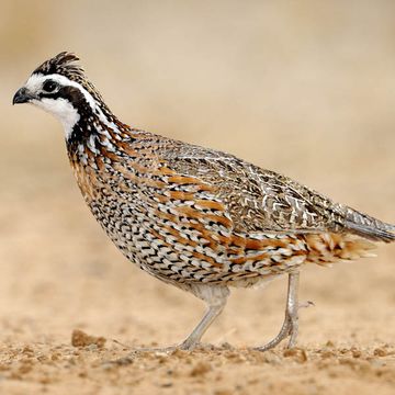 Northern Bobwhite