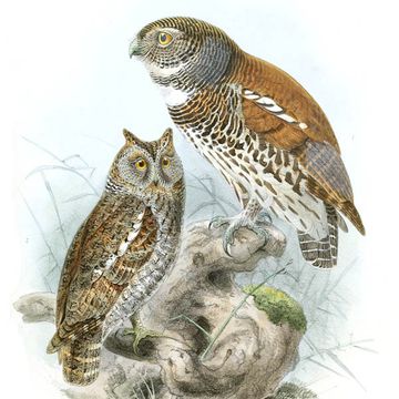 Oriental Scops-owl