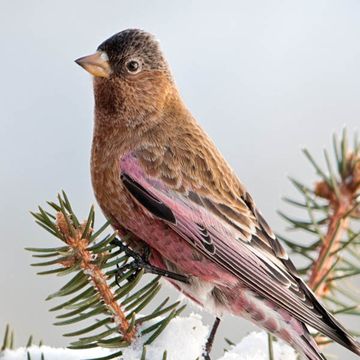 Brown-capped Rosy-finch