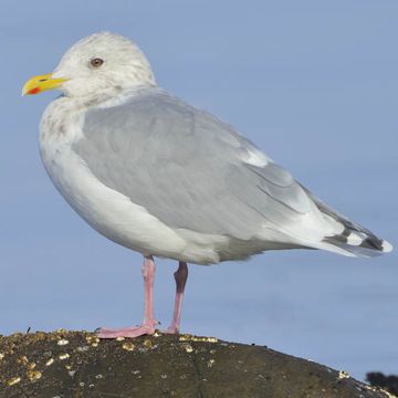 Thayer's Gull