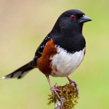 Spotted Towhee