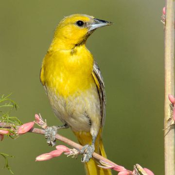 Bullock's Oriole