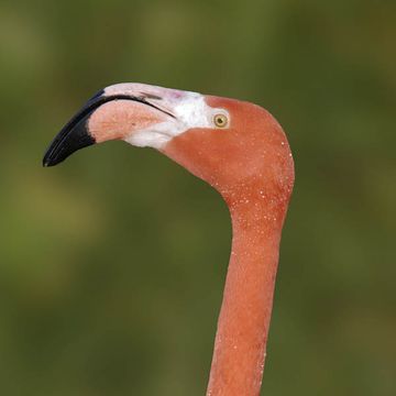 American Flamingo