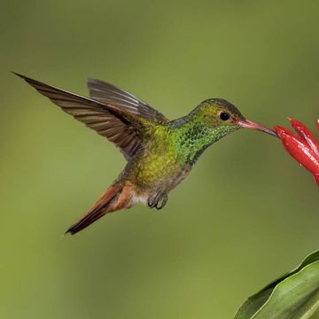 Rufous-tailed Hummingbird