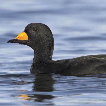 Black Scoter