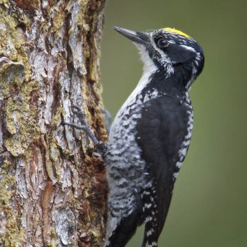 American Three-toed Woodpecker