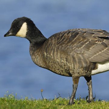 Cackling Goose