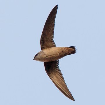 Vaux's Swift