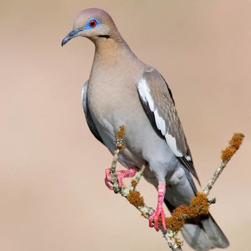 White-winged Dove