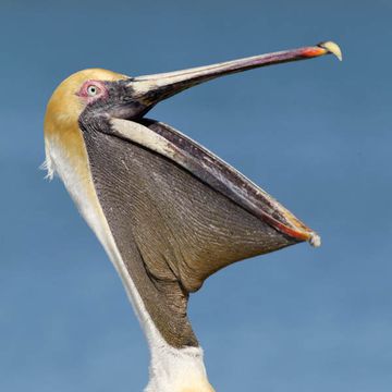 Brown Pelican