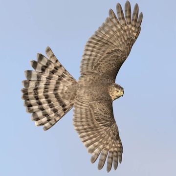 Sharp-shinned Hawk