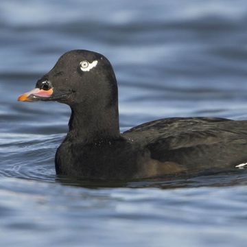 American White-winged Scoter