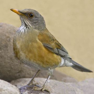 Turdus rufopalliatus