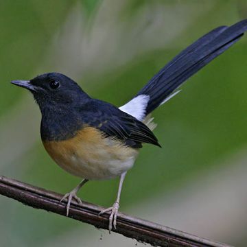 White-rumped Shama