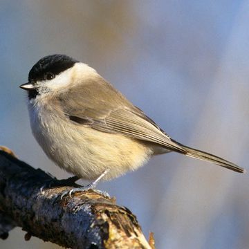 Parus palustris