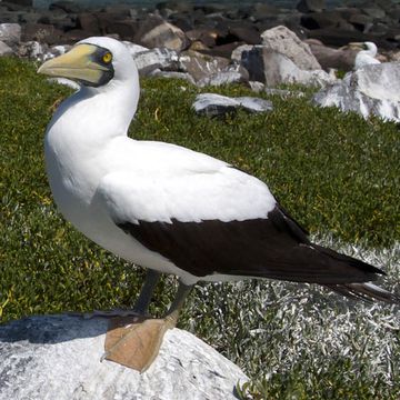 Masked Booby