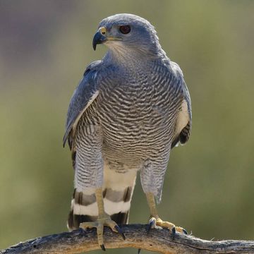 Buteo nitidus