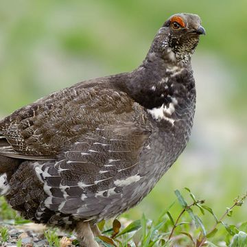 Dusky Grouse