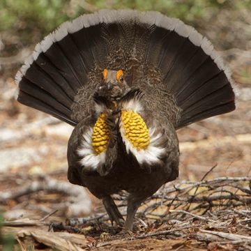 Sooty Grouse