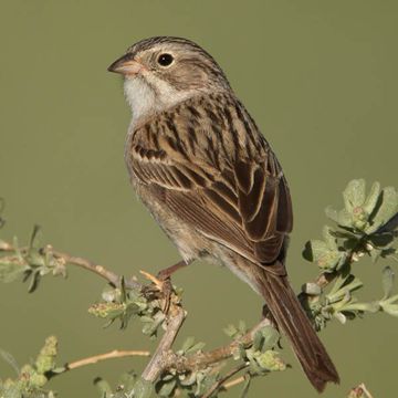 Brewer's Sparrow