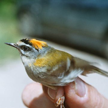 Firecrest