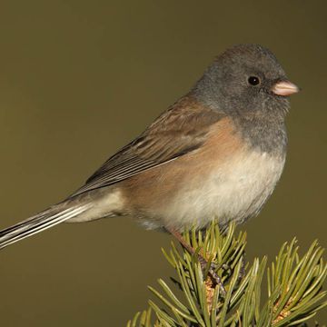 Dark-eyed Junco