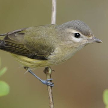 Warbling Vireo