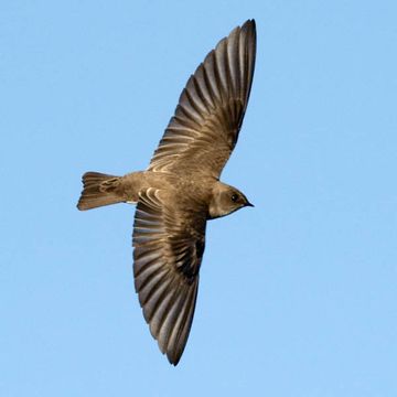 Northern Rough-winged Swallow