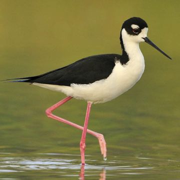 Black-necked Stilt