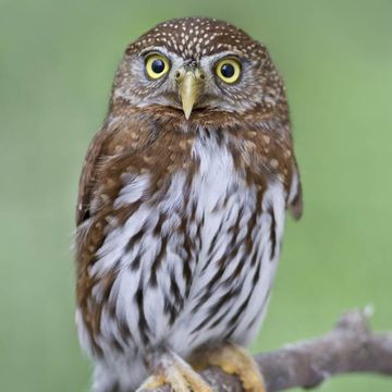 Glaucidium gnoma