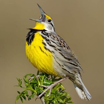 Eastern Meadowlark